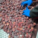IQF frozen strawberries Egypt