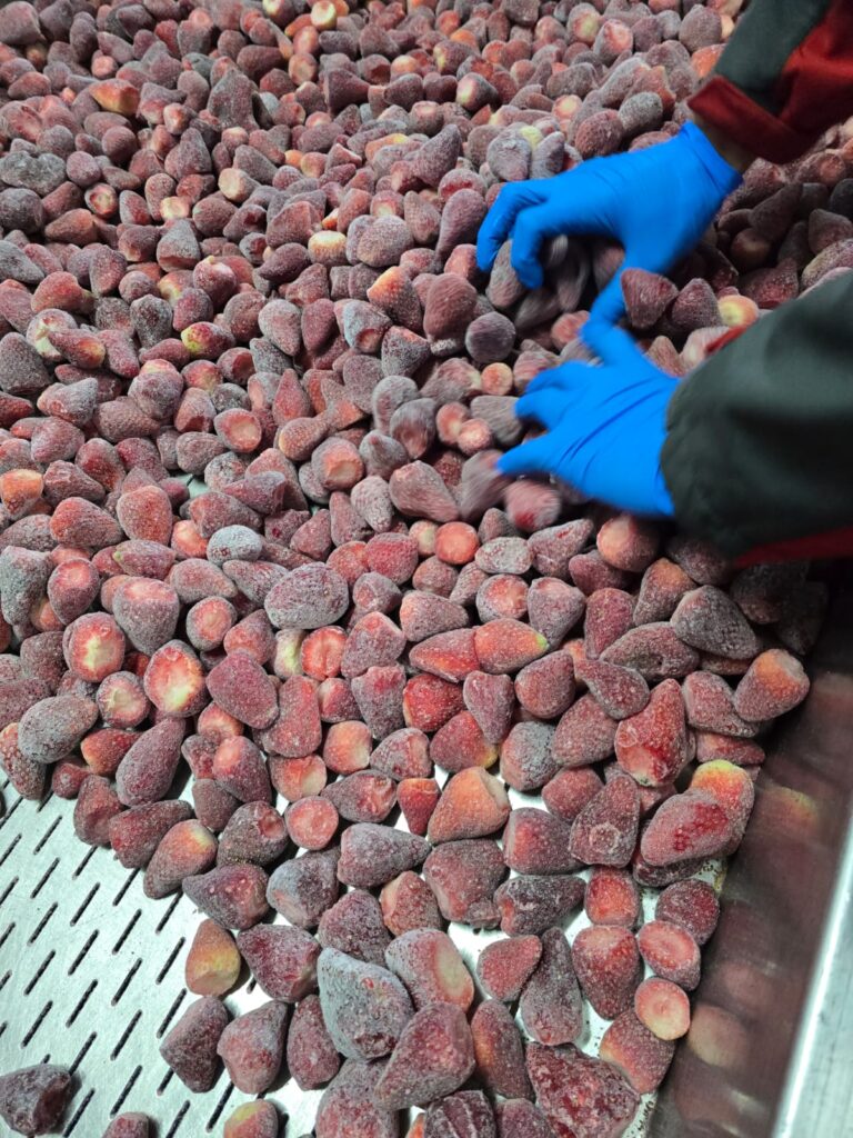 IQF frozen strawberries Egypt