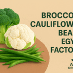 broccoli Egypt factory