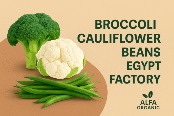 Premium Broccoli, Cauliflower & Beans from Egypt’s Leading Factory