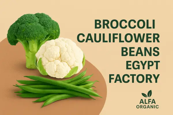 broccoli Egypt factory