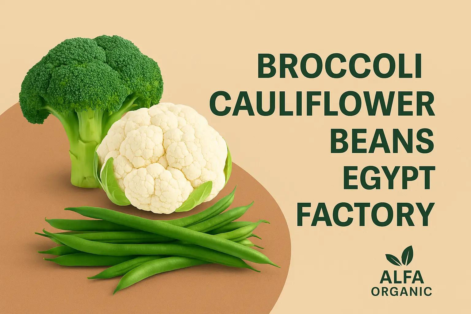 broccoli Egypt factory