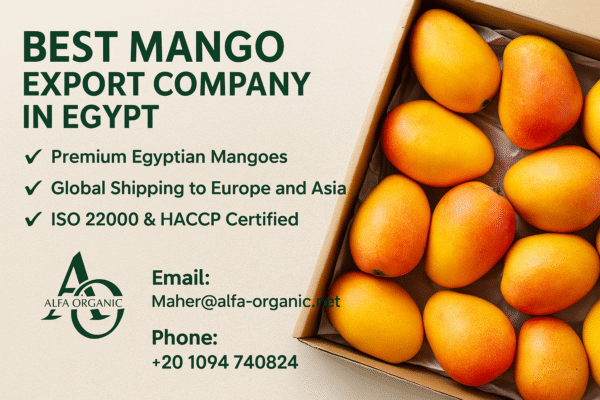 Best Mango Export Company in Egypt – Alfa Organic