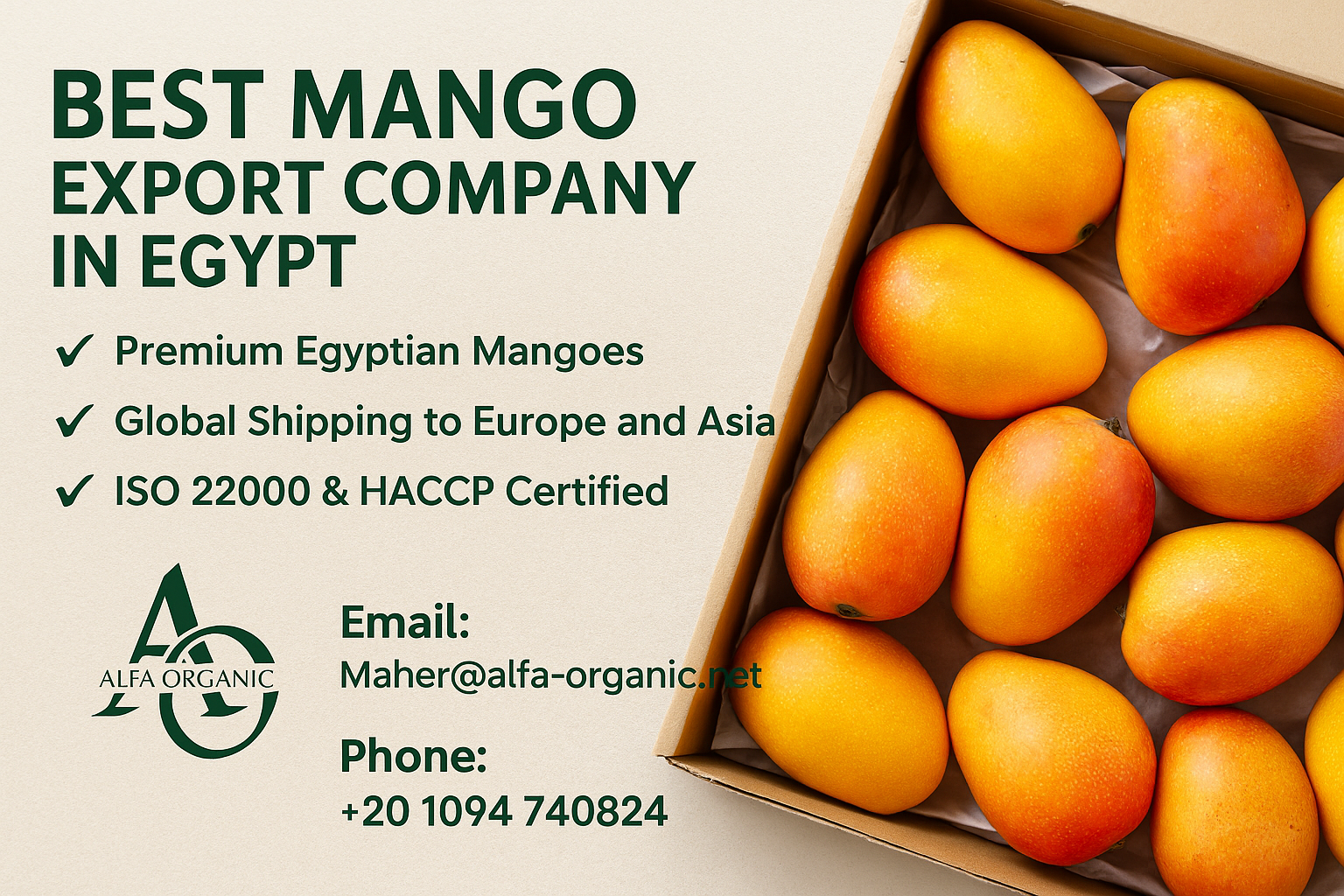 Best Mango Export Company in Egypt