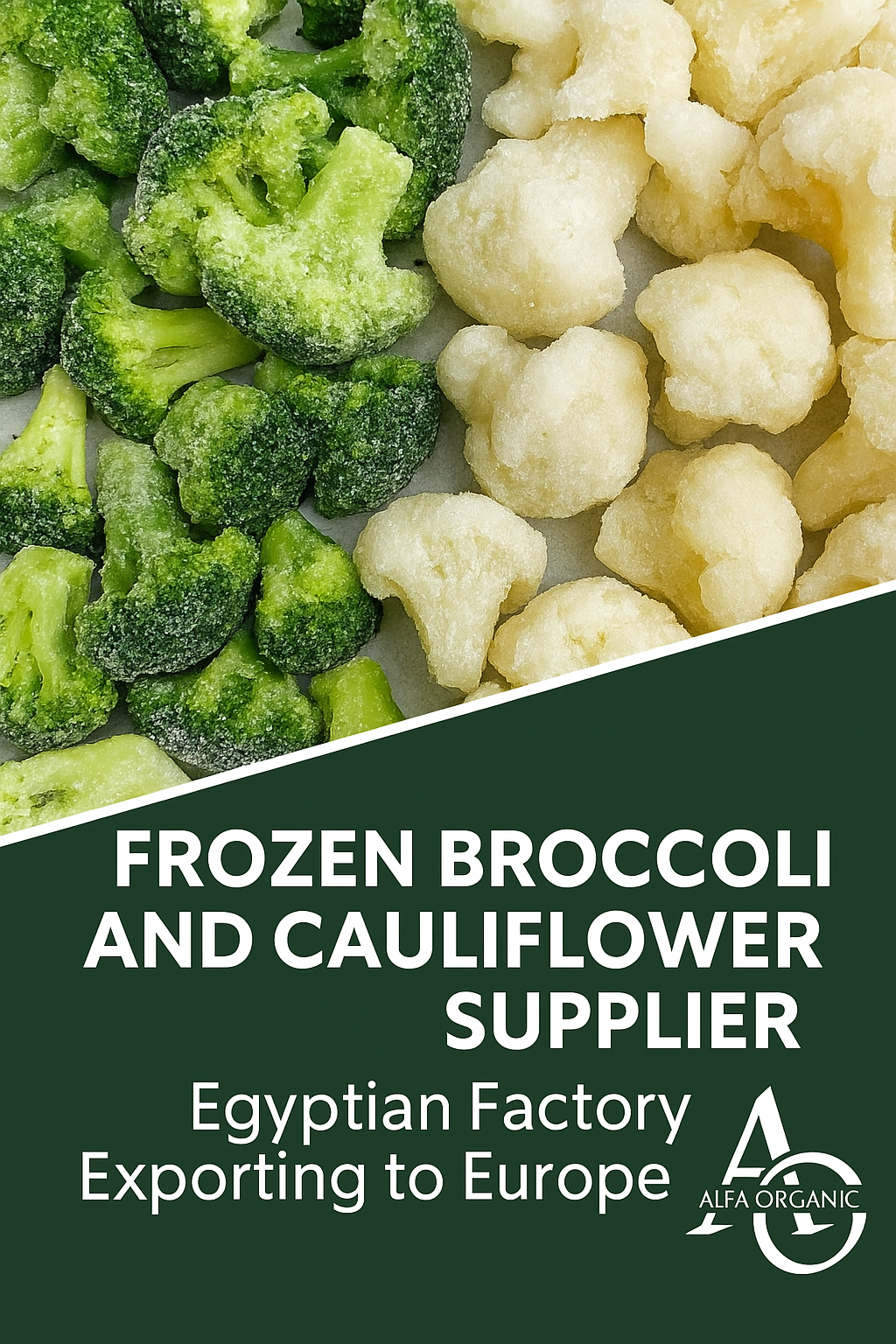 Premium Frozen Broccoli and Cauliflower Supplier from Egypt