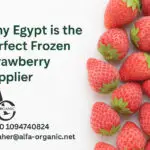 Frozen Strawberry Exporter from Egypt - Wholesale IQF Supplier