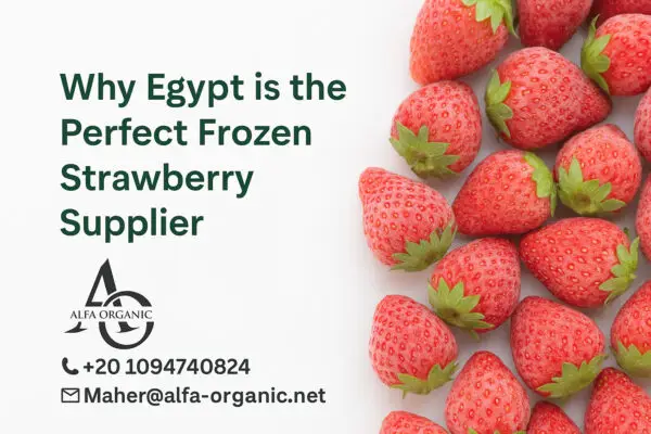 Frozen Strawberry Exporter from Egypt - Wholesale IQF Supplier