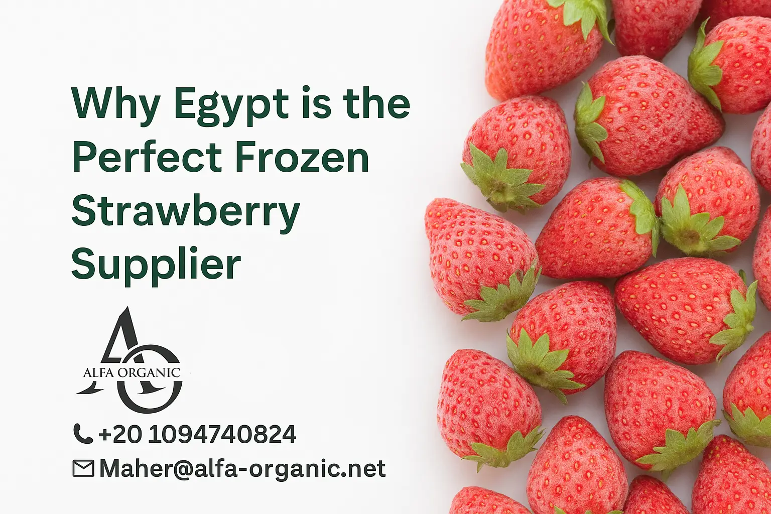 Frozen Strawberry Exporter from Egypt - Wholesale IQF Supplier