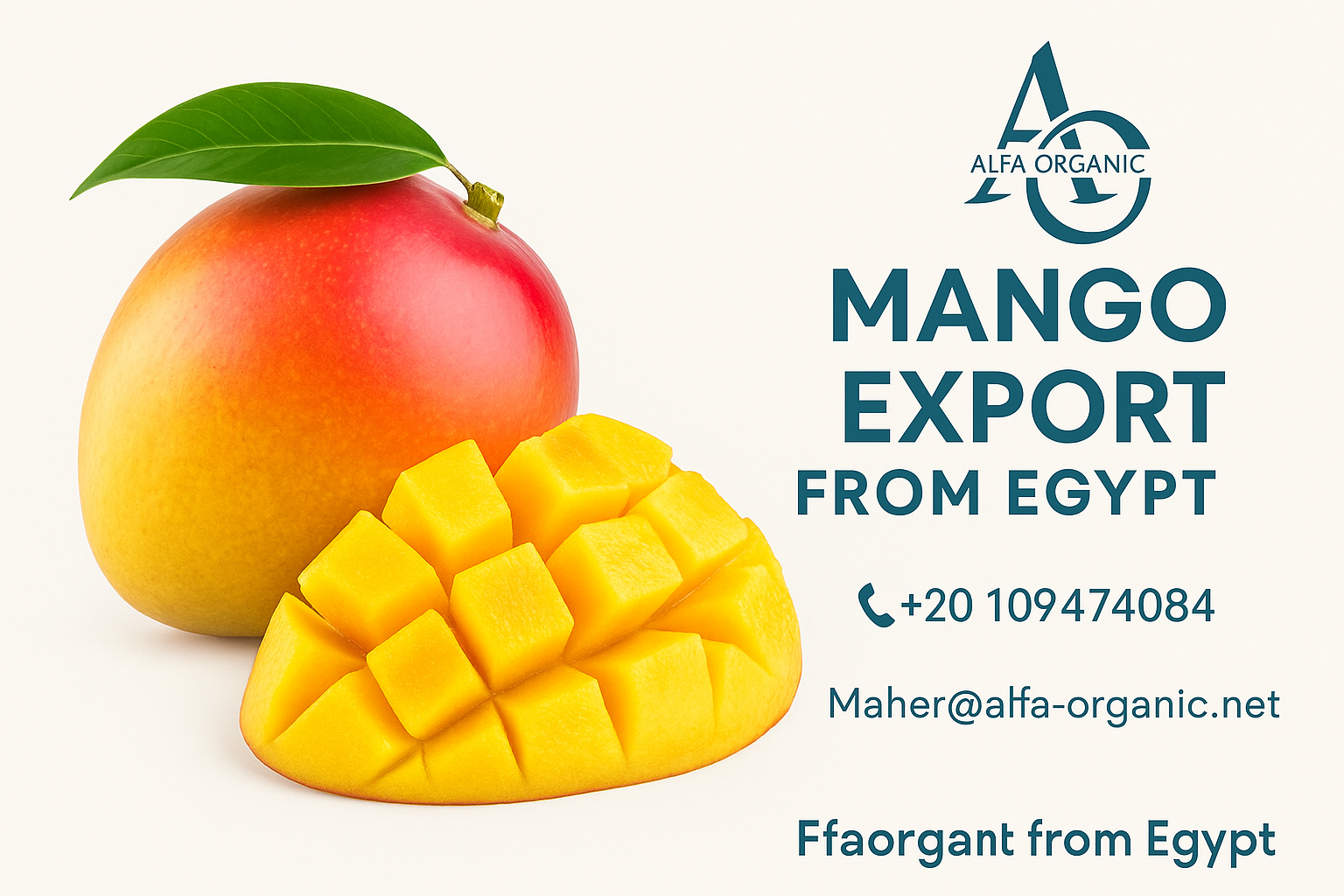 Mango Export Company in Egypt – Premium Quality Supplier | Alfa Organic