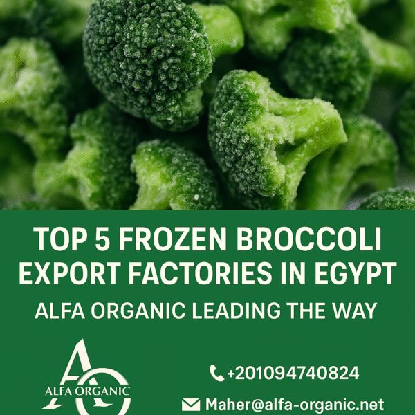 Top 5 Frozen Broccoli Export Factories in Egypt