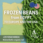 frozen beans exporter Egypt
