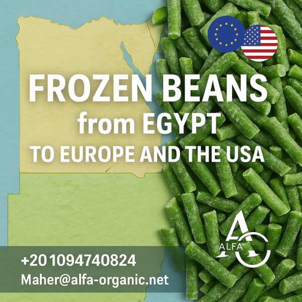 frozen beans exporter Egypt