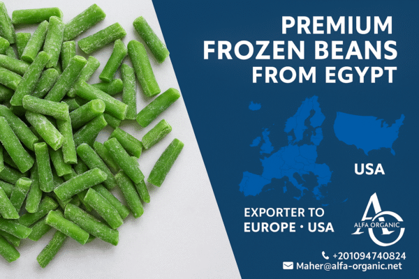 premium frozen beans Egypt-