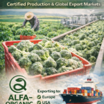 best season to grow IQF broccoli in Egypt