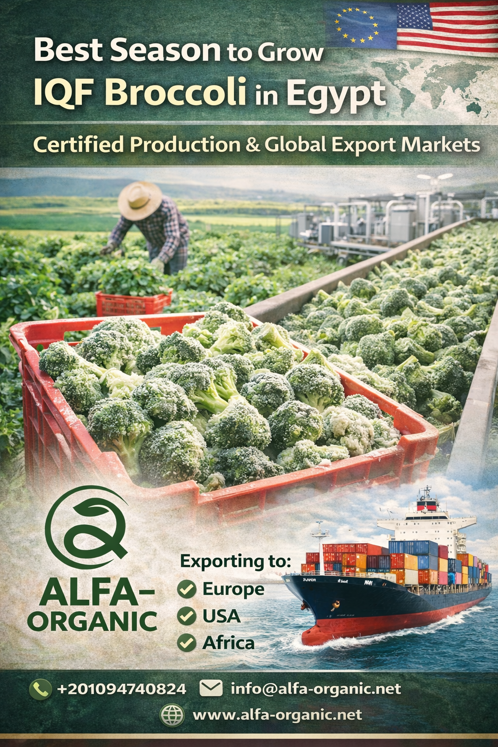 best season to grow IQF broccoli in Egypt